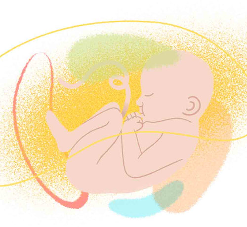 El tacto: el primer sentido que desarrolla el feto durante el embarazo - Mustela España - 1