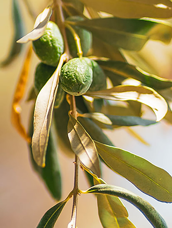 BLOC02_2 - Mustela España - 1