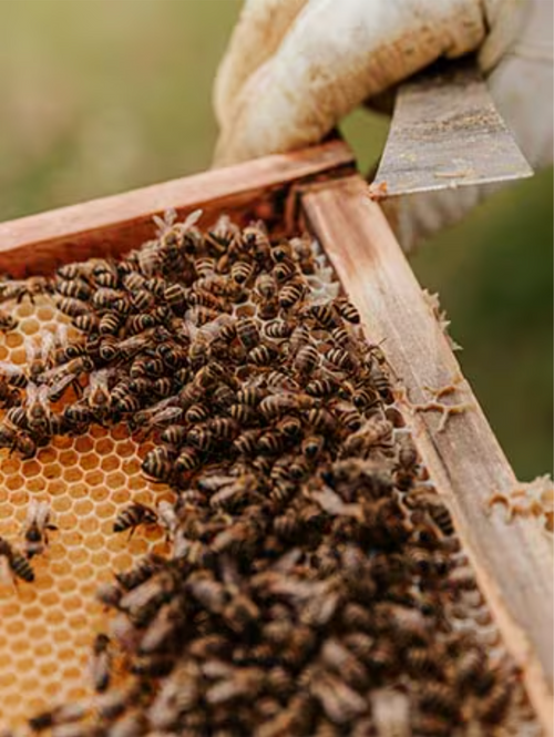 Capture_d_ecran_le_2024-07-12_a_14 - Mustela España - 1