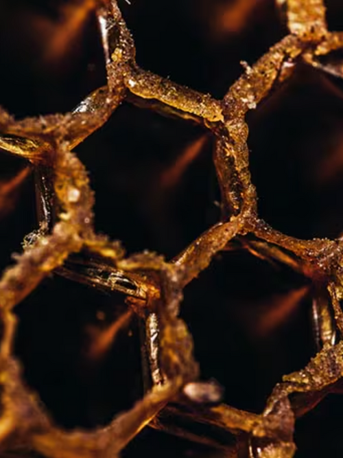 Capture_d_ecran_le_2024-07-12_a_14 - Mustela España - 1