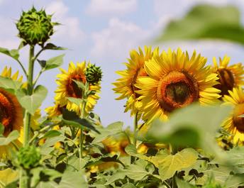 Ingrediente_estrella_Girasol_344x265_9e54e7b8-36c2-4e09-8e16-866e9af2276e - Mustela España - 1