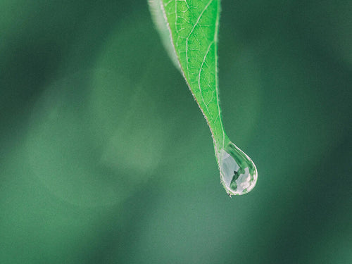 Mustela_Our_CSR_Commitments_Extraction_processes - Mustela España - 1