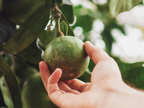 Mustela_Our_CSR_Commitments_Responsible_Sourcing - Mustela España - 1