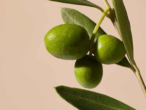 OLIVE - Mustela España - 1