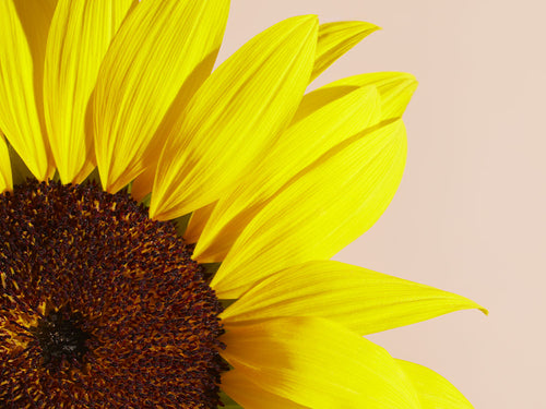 TOURNESOL_f92cd21c-8034-492c-ba76-c6d45f693eac - Mustela España - 1