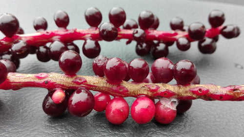 schisandra_how_to_use_1 - Mustela España - 1