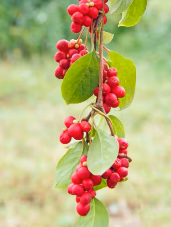 schisandra_plantacion - Mustela España - 1