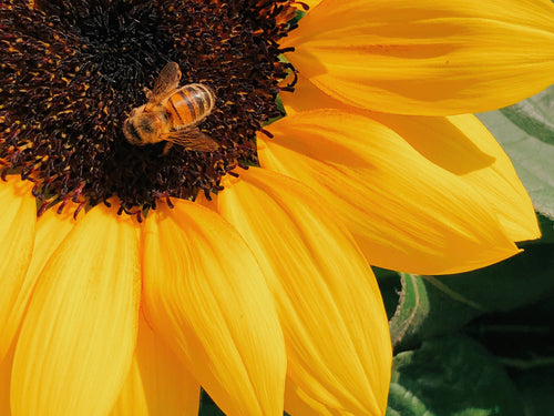 sourcing_1 - Mustela España - 1